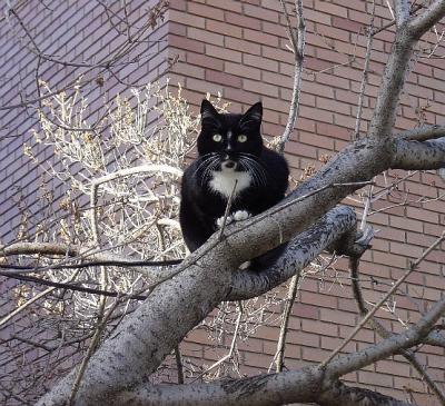 Cat in Treeby mpwr