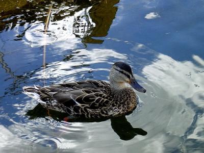 Female Mallardby mpwr