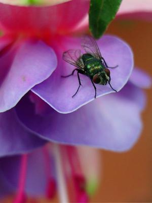 The Fly by Peggy
