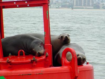 Sealions by Peggy