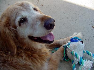 Happy Old Dog by Peggy