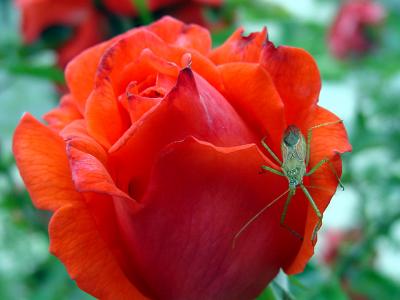 a bug by WittPeggy Hughes