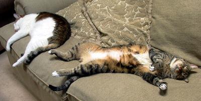 catnap by WittPeggy Hughes