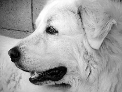white dog by WittPeggy Hughes