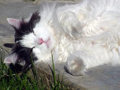 SunCat by WittPeggy Hughes