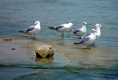 The Nonconformist by the ChefEric Hatch