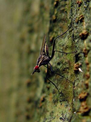 Exotic Flyby MorphlingCarlos Chacon