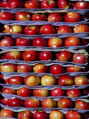 Urban Apples by JohnK