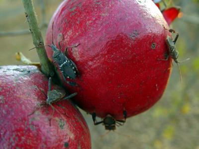 Pomegranate Bug  Condoby Nee