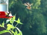 A hummingbird drops in for a snack