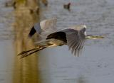 flight