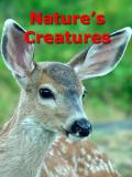 Natures Creatures