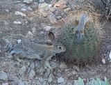 Desert Animals are Tough<br><font size=-1>by Chainsaw<br>Jim Cassidy</font>