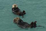 Sea Otters by ManInGray<br>Matthew Fang