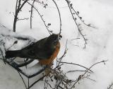 <B>First sign of spring</B><br><FONT size=1>by Cardinals Fan<br>K Miller</FONT>