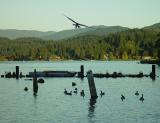 <B>Coming in for a Landing</B><BR><FONT size=1>by Crumdudgeon<br>Ann Chaikin</FONT>
