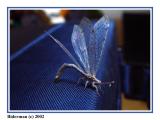 <B>Alien Bug</B><BR><FONT size=1>Gil Biderman</FONT>