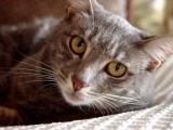 Curious by Nutty Photographer<br>Antoine