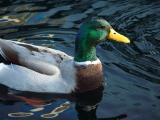 Relax by Nutty Photographer<br>Antoine