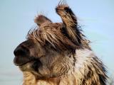Bad hair day #2 by The Chef<br>Eric Hatch