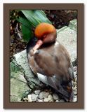 <B>Ninth Place<br>Wise Quack</B><br><font size=1>by Enigma<br>MFC</font></p>