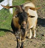 <b>Two Shofars</b><br><font size=2>by PhotoSailor<br>Loren Charif</font>