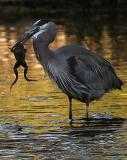 So, Whats for dinner ? by CARPET CRAWLER<br>Karfrifelle - Yves P.