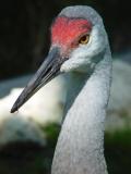 Crane by Snowcloud<br>Jen Long