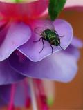 The Fly by Peggy