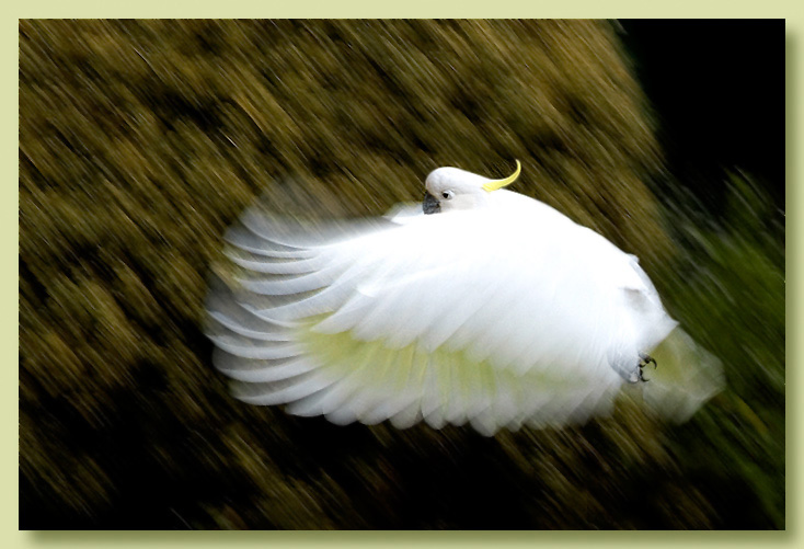 <b>4th</b><br>White Noise
