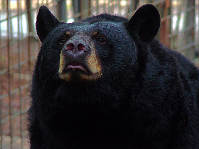 <B>Black Bear</B><BR><FONT size=2>by Lucky<br>Faye White</FONT>