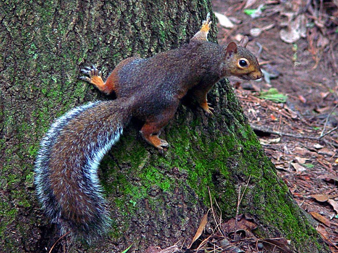 <B>Squirrelly</B><BR><FONT size=2>by Lucky<br>Faye White</FONT>