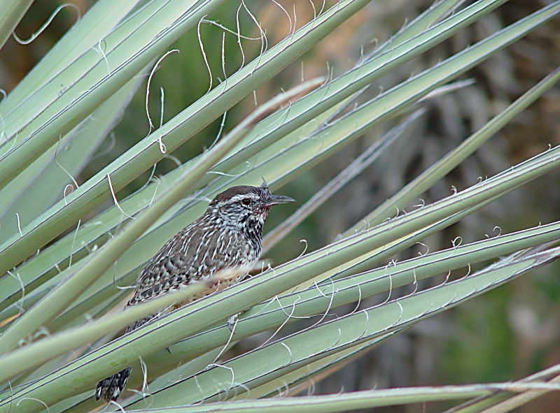 Cactus Wren<br><font size=-1>by Chainsaw<br>Jim Cassidy</font>