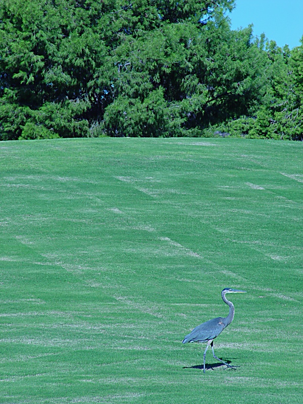 Great Blue Heron<br><font size=-1>by Chainsaw<br>Jim Cassidy</font>