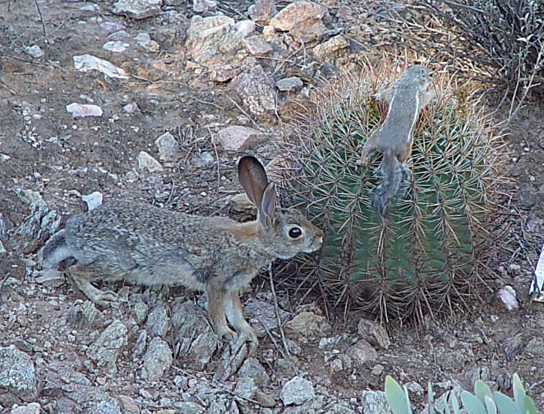 Desert Animals are Tough<br><font size=-1>by Chainsaw<br>Jim Cassidy</font>