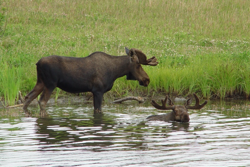 Two Moose  by ManInGray<br>Matthew Fang