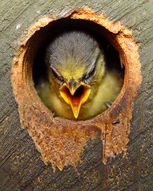 Seventh Place<br>Did you bring food ?<br><font size=-1>by Emigrant<br>Willem</font>