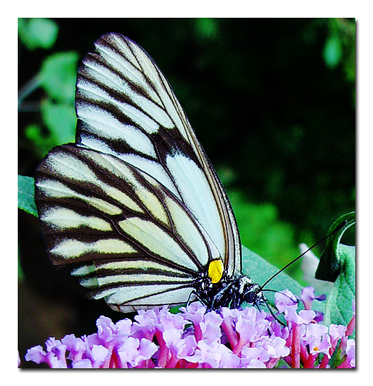 <B>Getting the Nectar</B><BR><FONT size=2>by Batman<br>Vikas</FONT>