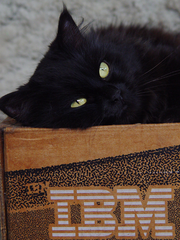<b>The IBM Cat</b><br><font size=1>by Morphling<br>Carlos Chacon</font>