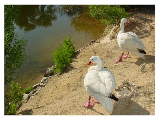 Out From the Pond by Grayton<br>florg
