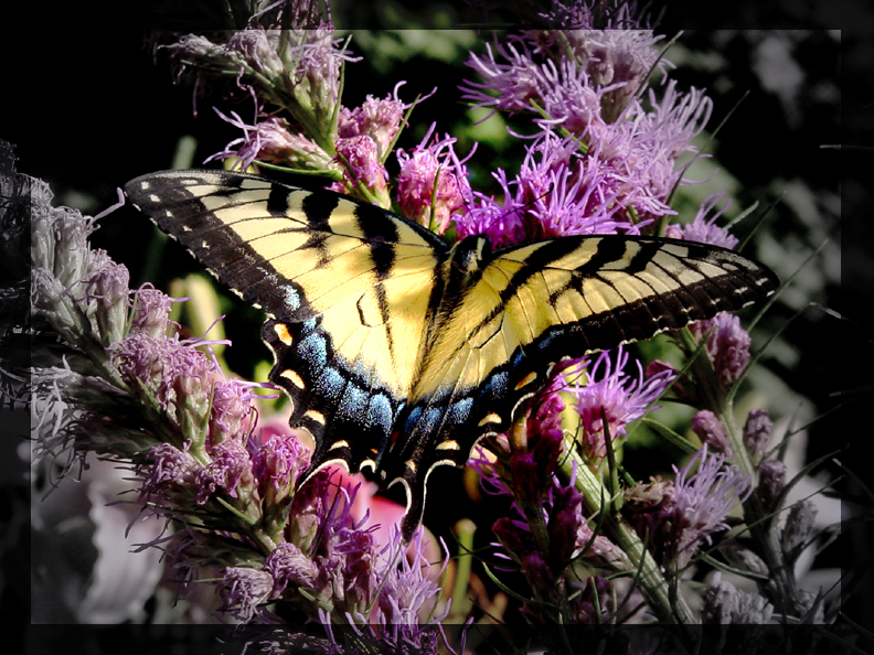 Butterfly Colors                              by Shoot