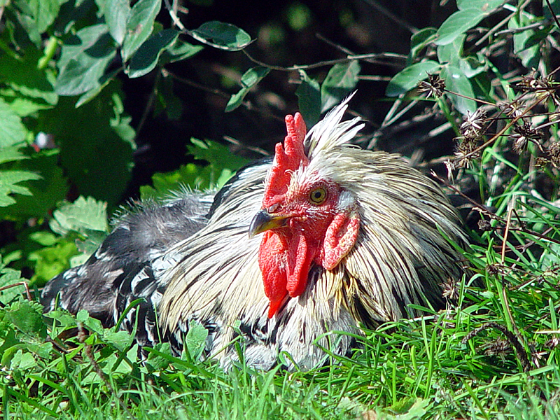 Rooster by Snapper Head<br>Camera Slug