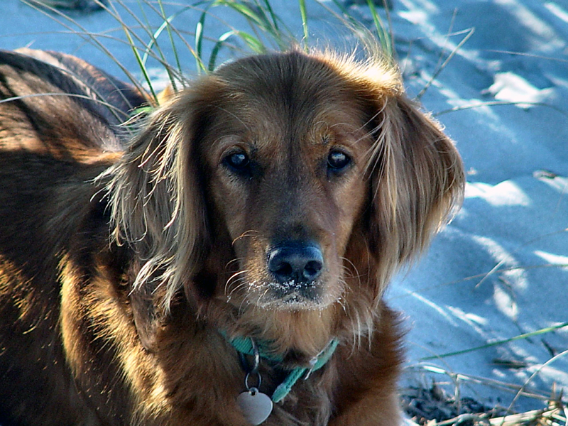 <b>Beach Dog</b><br><font size=2>by PhotoSailor<br>Loren Charif</font>