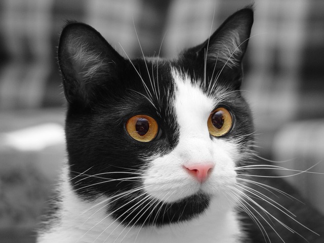 <B>Staring Intently</B><BR><FONT size=1>No one<br>Andrew Wolf</FONT>