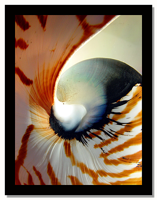 <B>Third Place<br>Nautilus</B><br><font size=1>by Enigma<br>MFC</font></p>