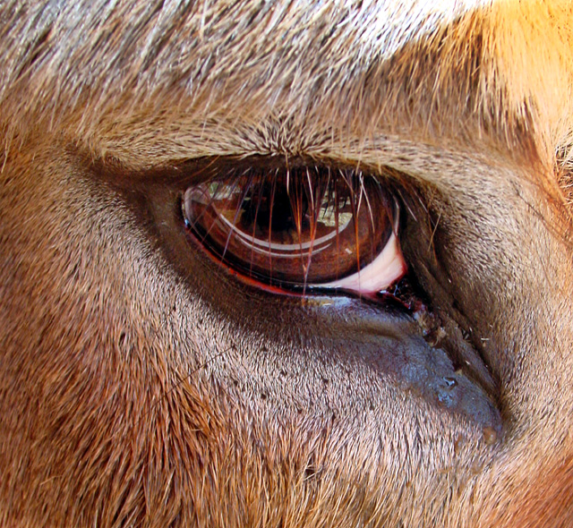 A Ponys Eye by Moonglade<br>Dee Golden
