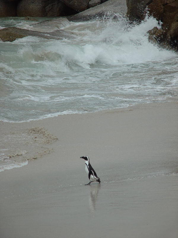 A walk on the beach  by Snowcloud<br>Jen Long