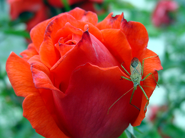 a bug by Witt<br>Peggy Hughes