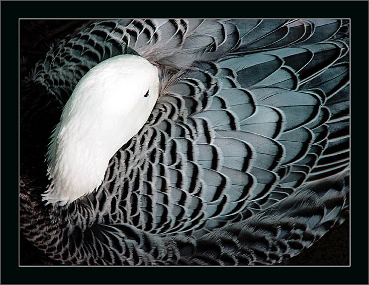 <B>Eighth Place-Tie<br>Greyscale Goose</B><br><font size=1>by Enigma<br>MFC</font></p>