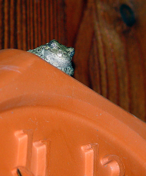 <B>Toad-on-Time</B><BR><FONT size=2>by Lucky<br>Faye White</FONT>